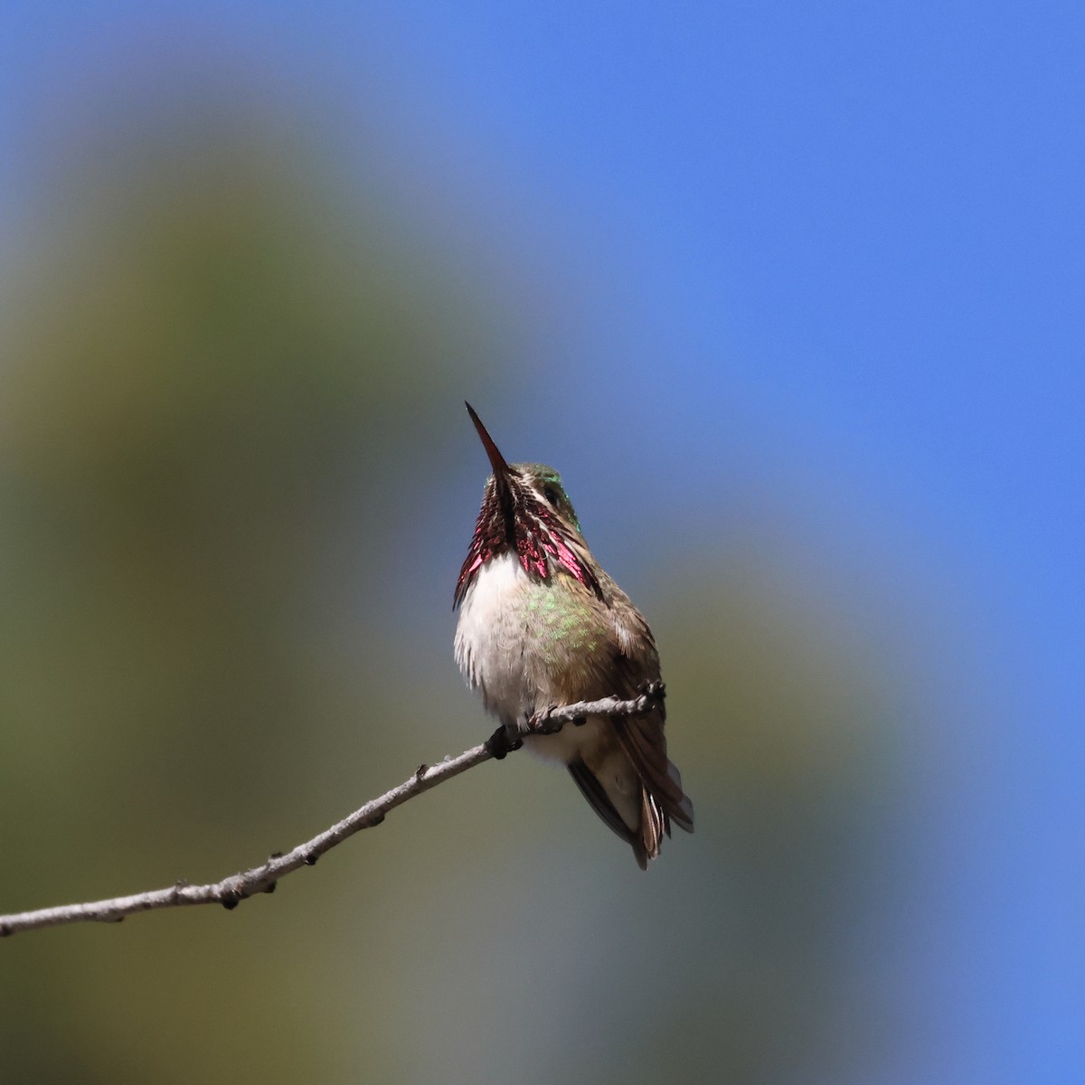 Calliope Hummingbird - James Cummins