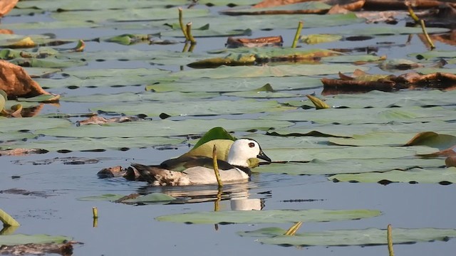 Cotton Pygmy-Goose - ML618151870