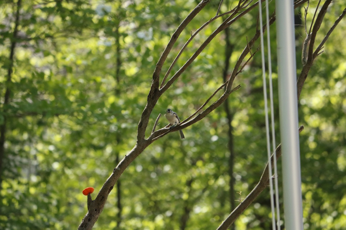 Tufted Titmouse - Madison Crissinger