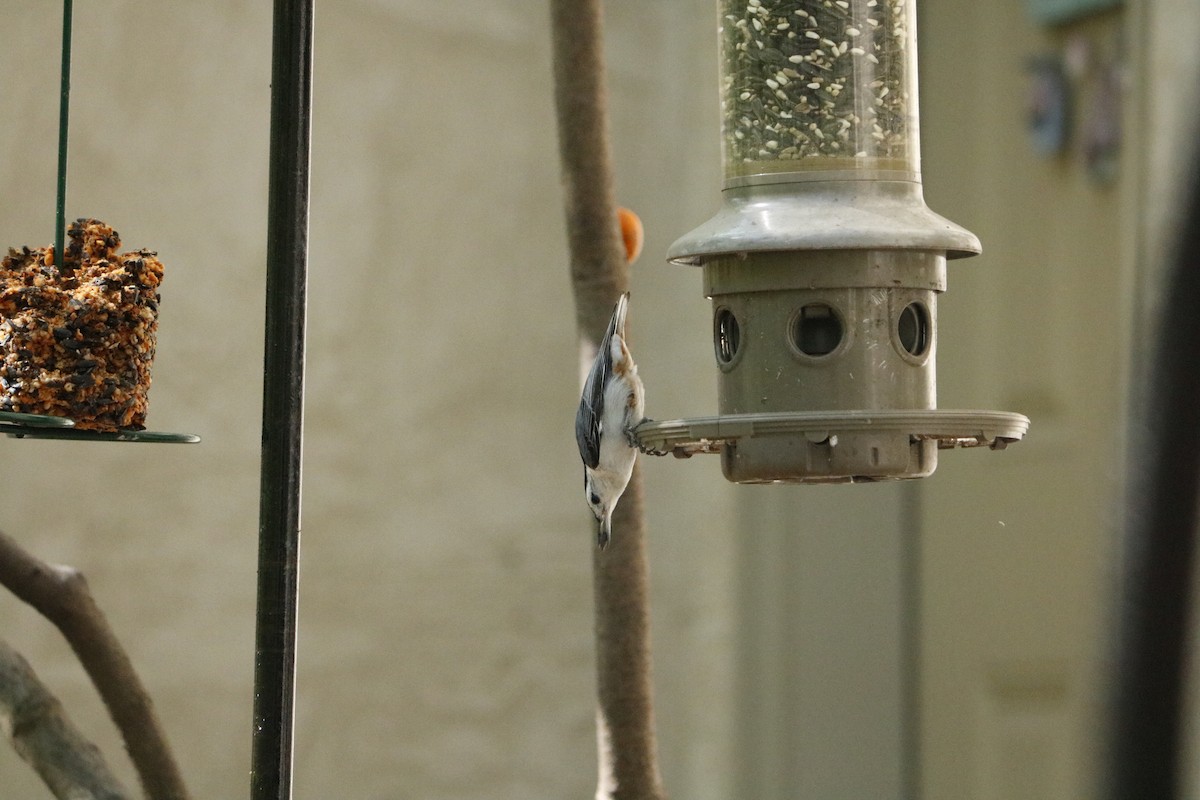 White-breasted Nuthatch - Madison Crissinger