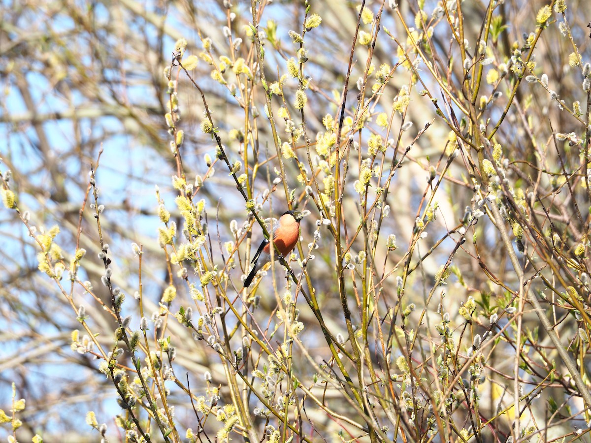 Eurasian Bullfinch - Mikhail Ilichev