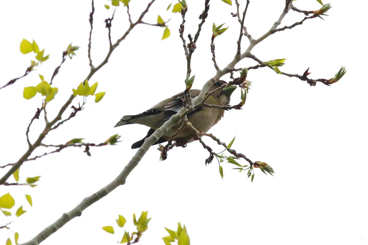 Evening Grosbeak (type 1) - ML618151891