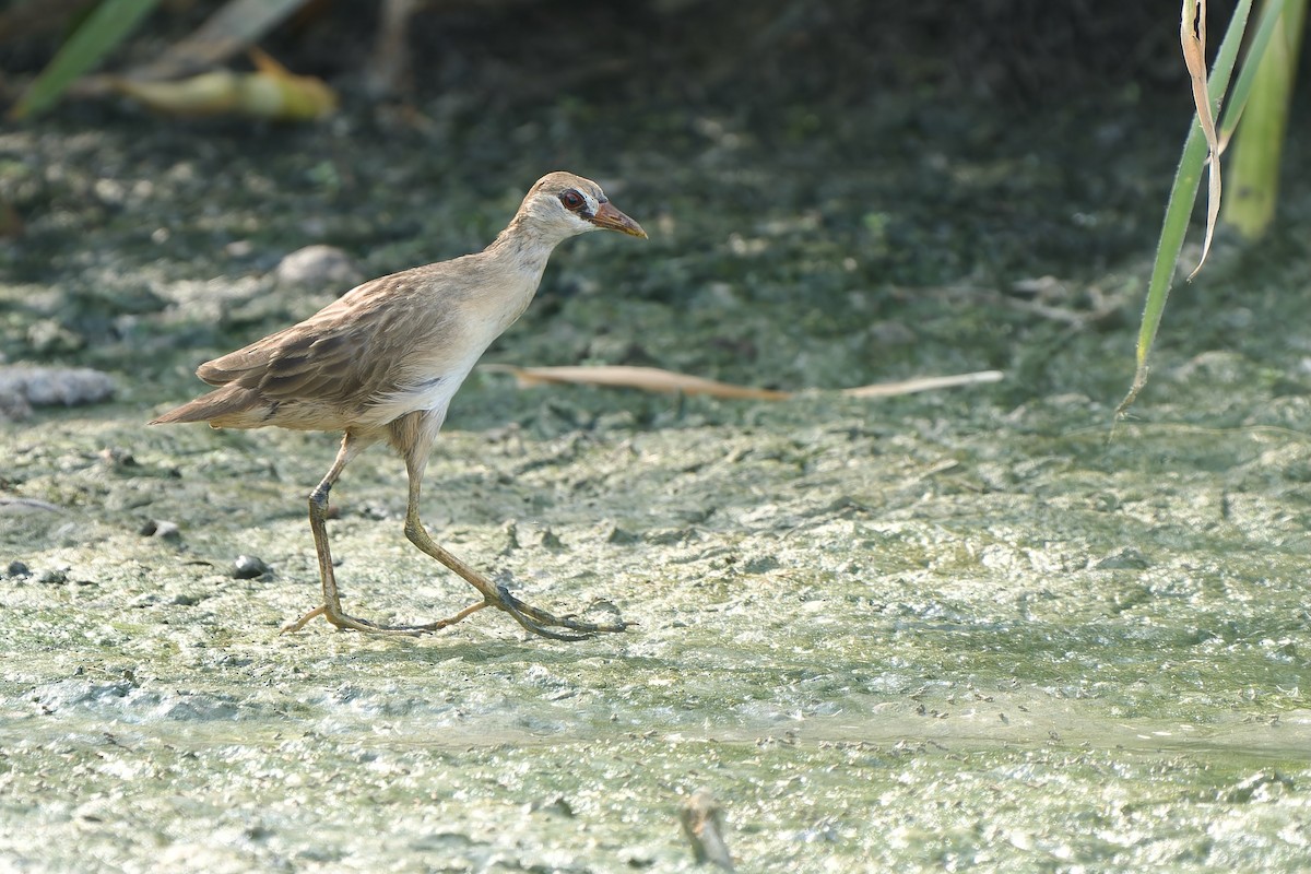 White-browed Crake - Sam Hambly