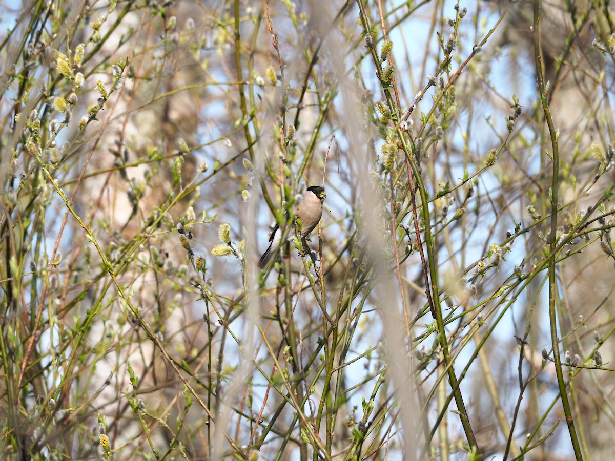 Eurasian Bullfinch - Mikhail Ilichev