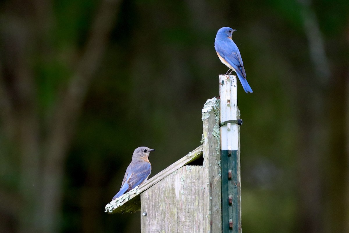 Eastern Bluebird - Robbin Mallett