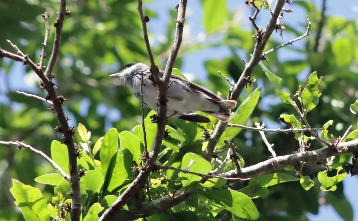 Blackpoll Warbler - ML618151909