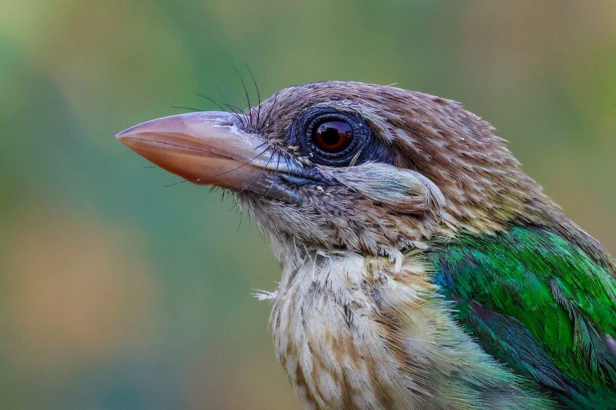 White-cheeked Barbet - Vikram S