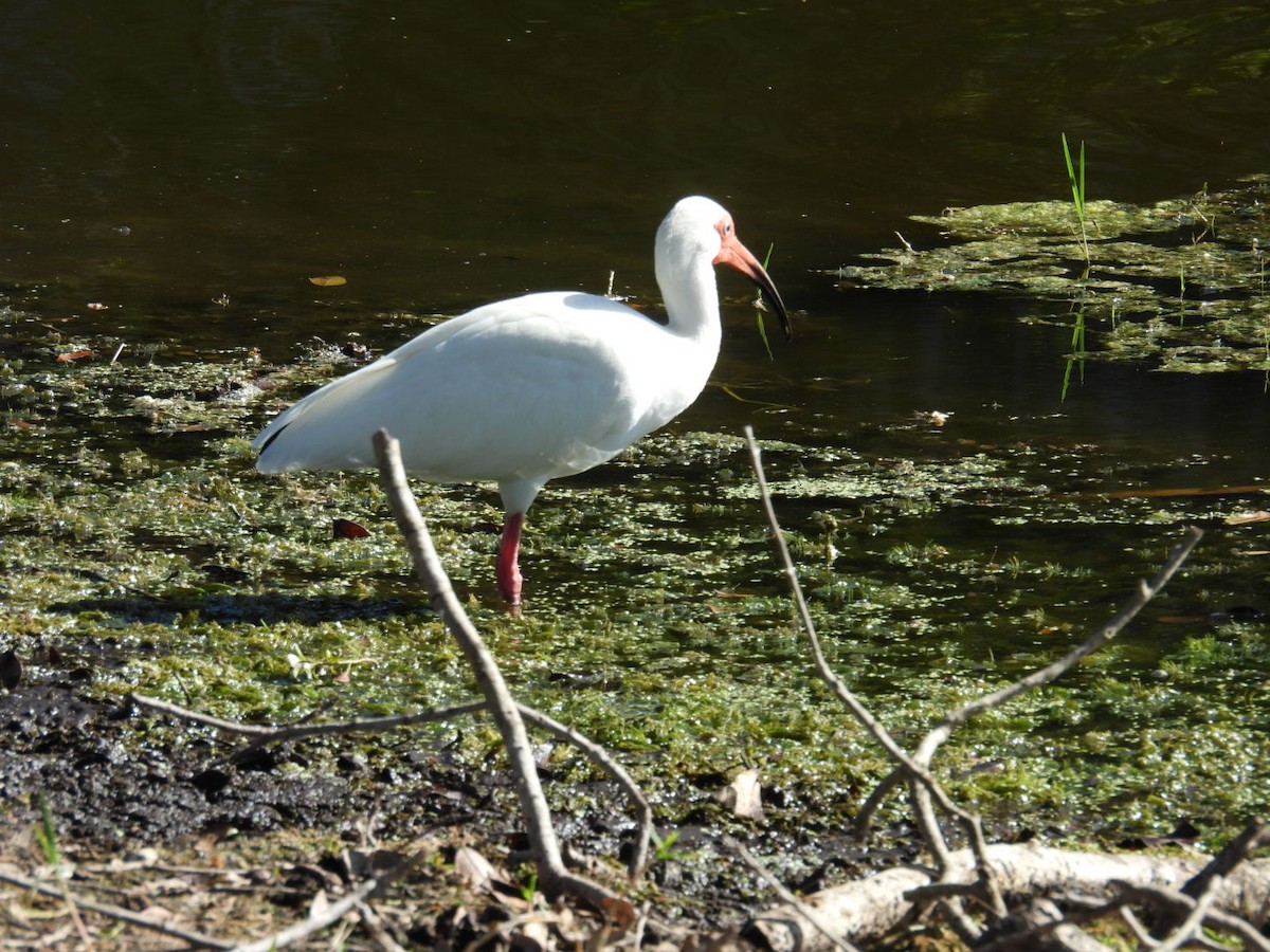 White Ibis - Denise Rychlik