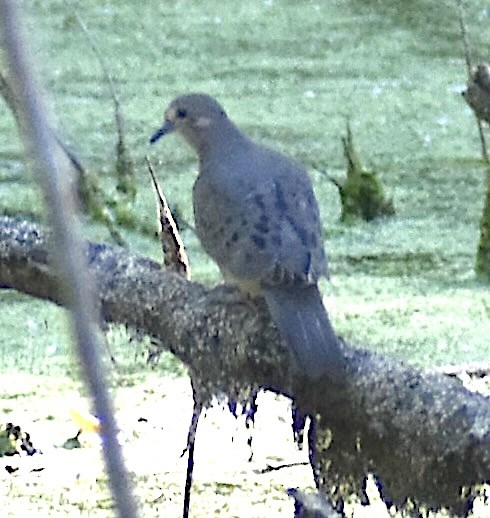 Mourning Dove - Dale Morrow