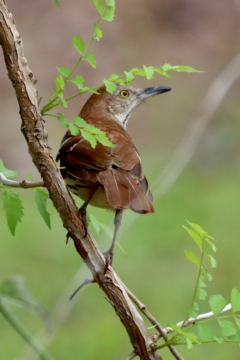 Brown Thrasher - Robbin Mallett