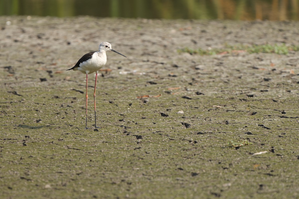 Black-winged Stilt - Sam Hambly