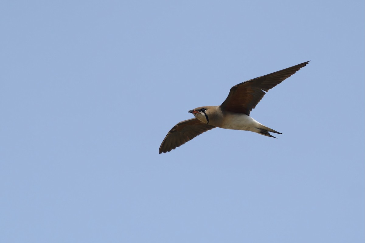 Oriental Pratincole - ML618151929