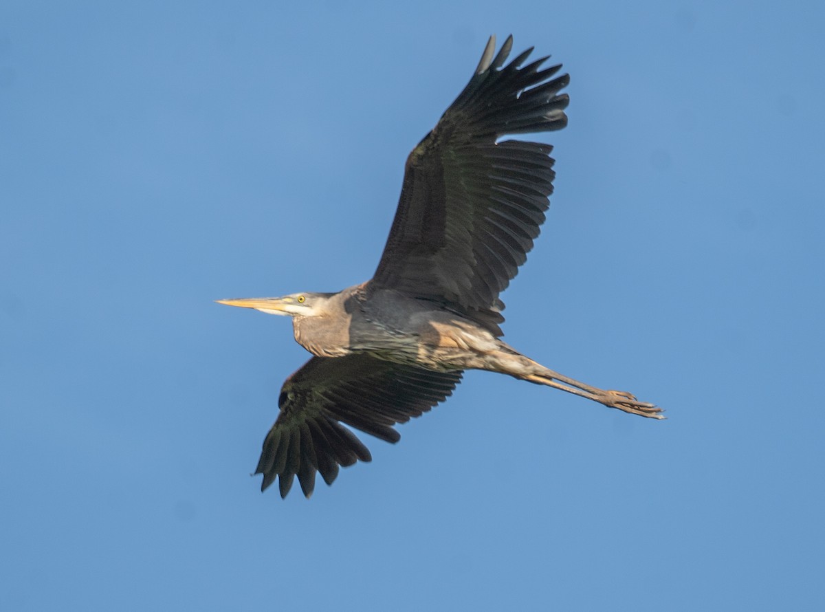 Great Blue Heron - Kevin Gong