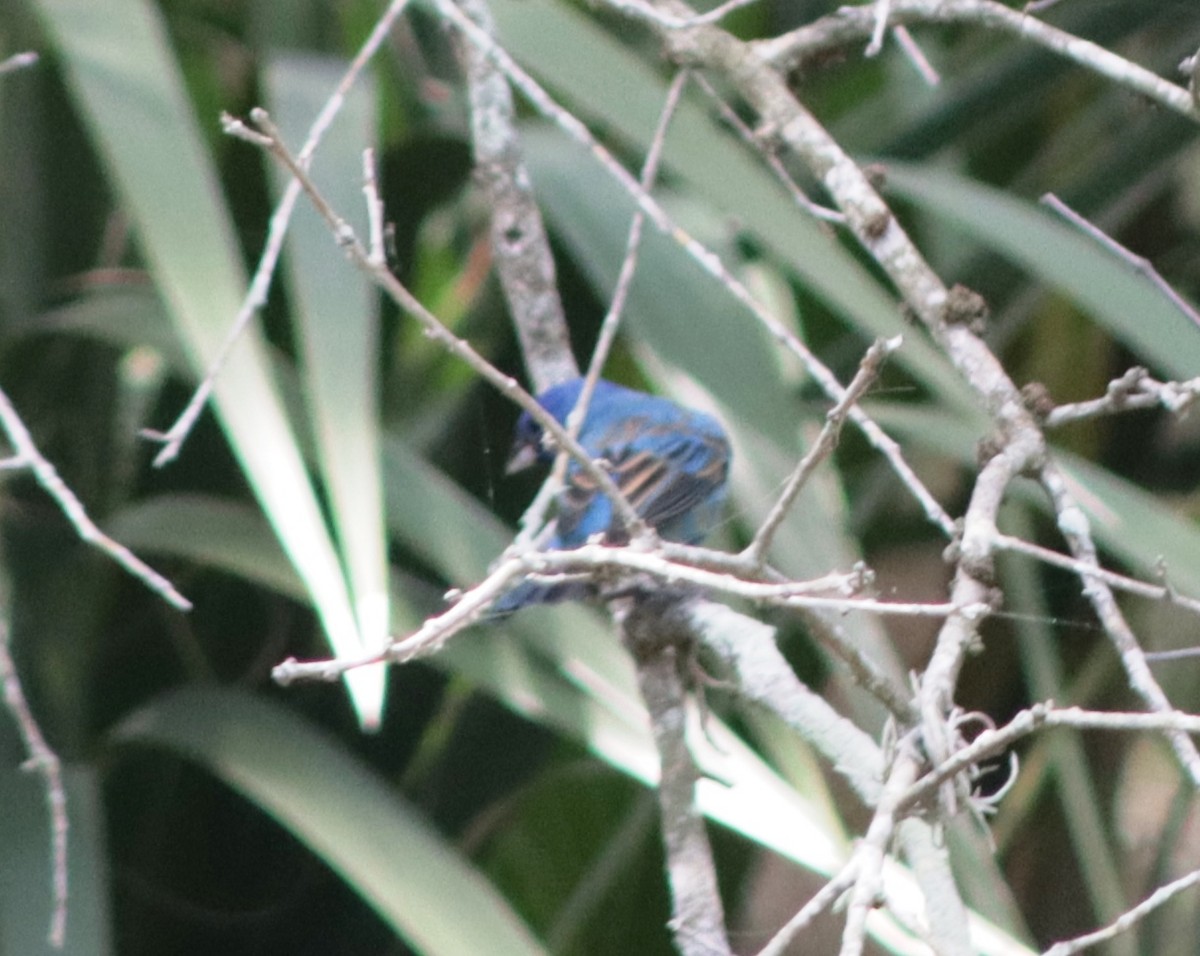 Indigo Bunting - ML618151933