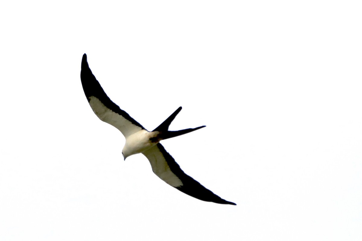 Swallow-tailed Kite - ML618151940