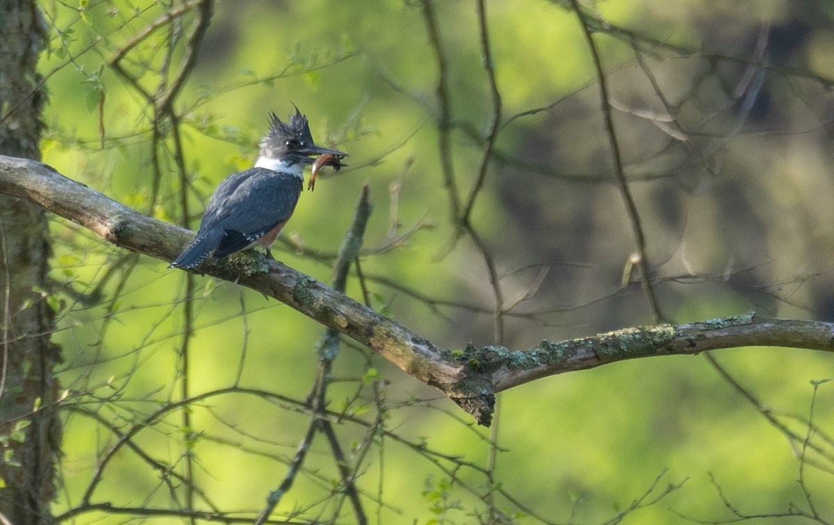 Belted Kingfisher - Kevin Gong