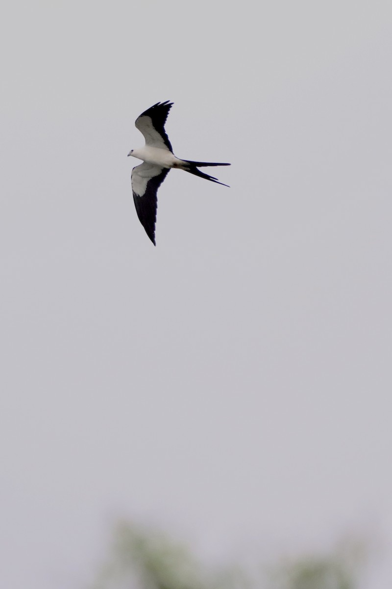 Swallow-tailed Kite - ML618151943
