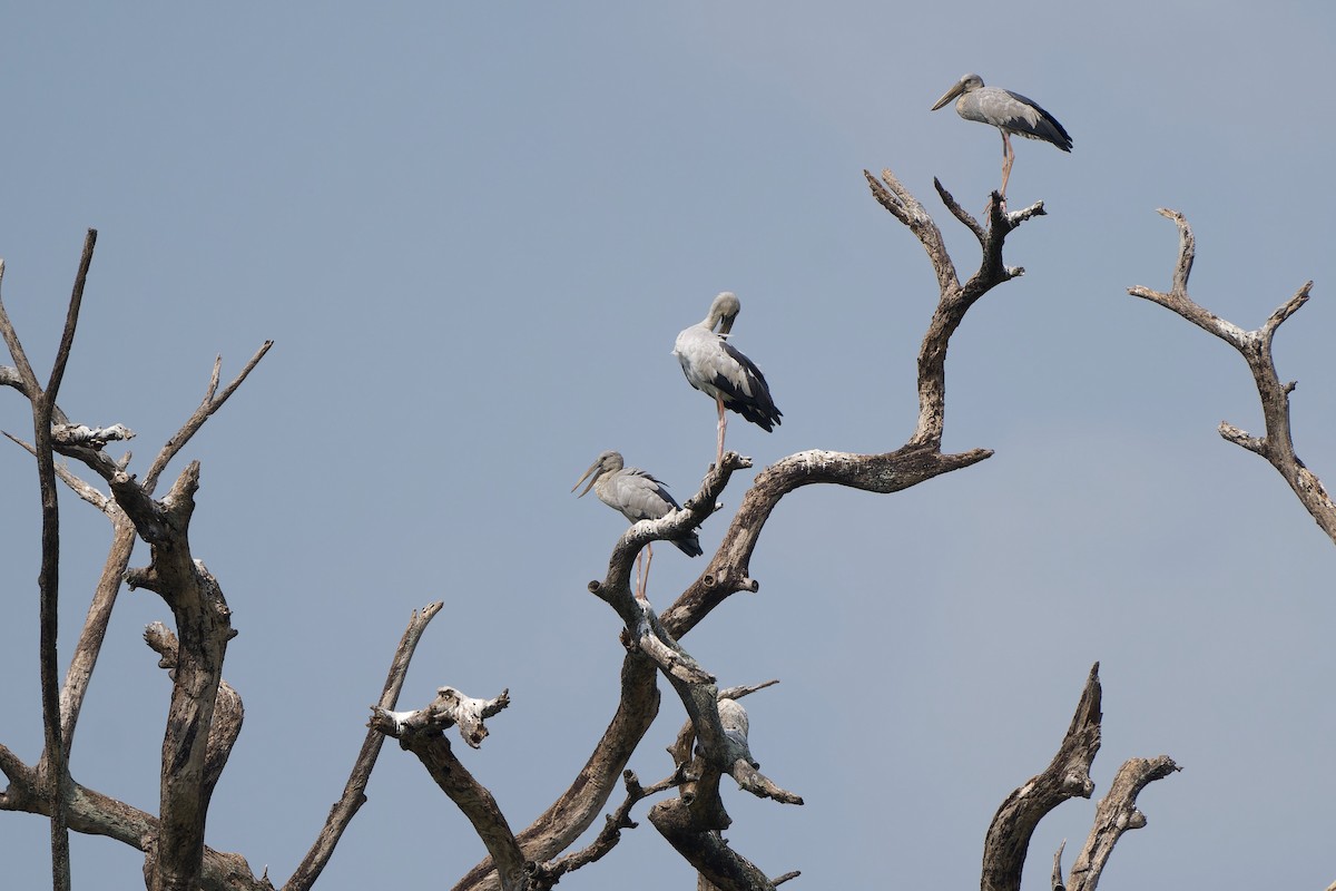 Asian Openbill - ML618151954