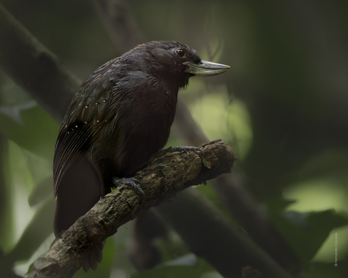 Recurve-billed Bushbird - LUIS FERNANDO CACERES GOMEZ