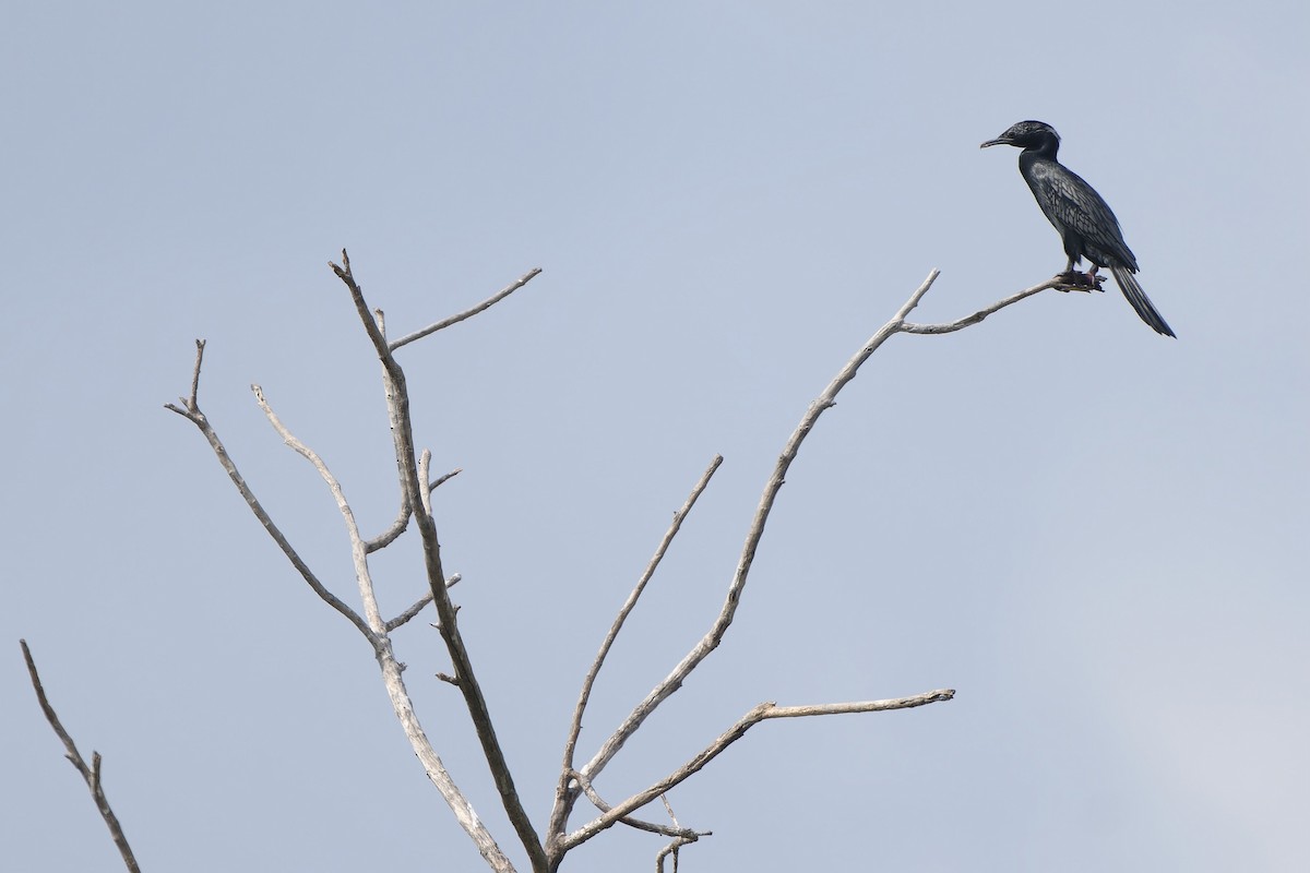 Little Cormorant - Sam Hambly