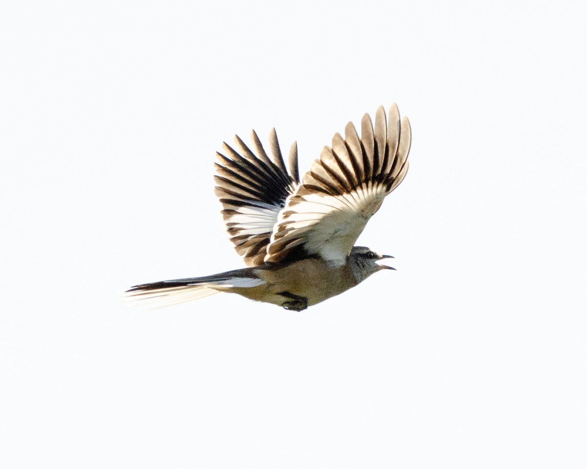 White-banded Mockingbird - Ignacio Zapata