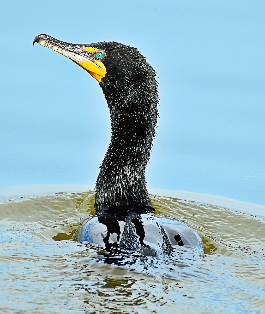 Double-crested Cormorant - Jim Ward