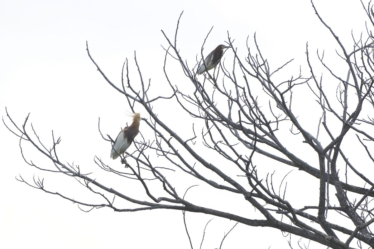 Chinese Pond-Heron - ML618152014