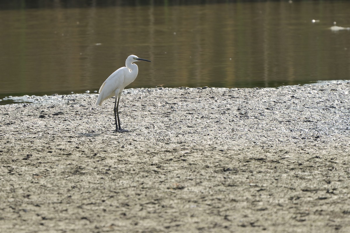 Little Egret (Western) - ML618152016