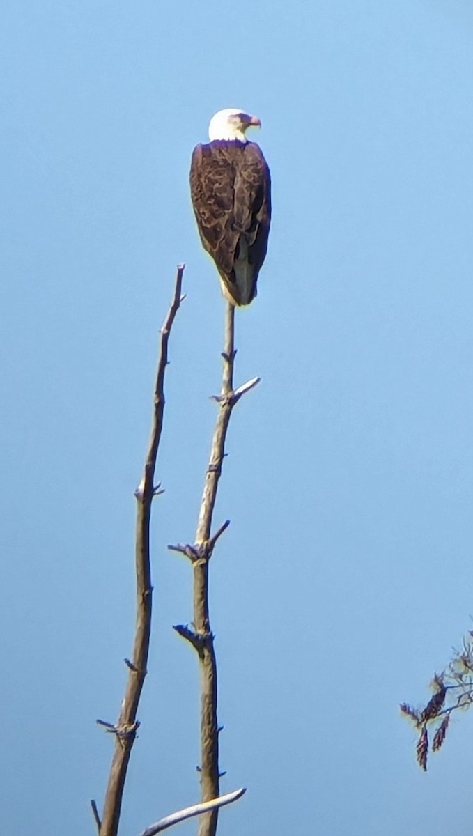 Bald Eagle - jen lee