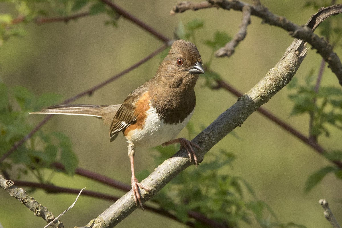 Eastern Towhee - Michael Bowen