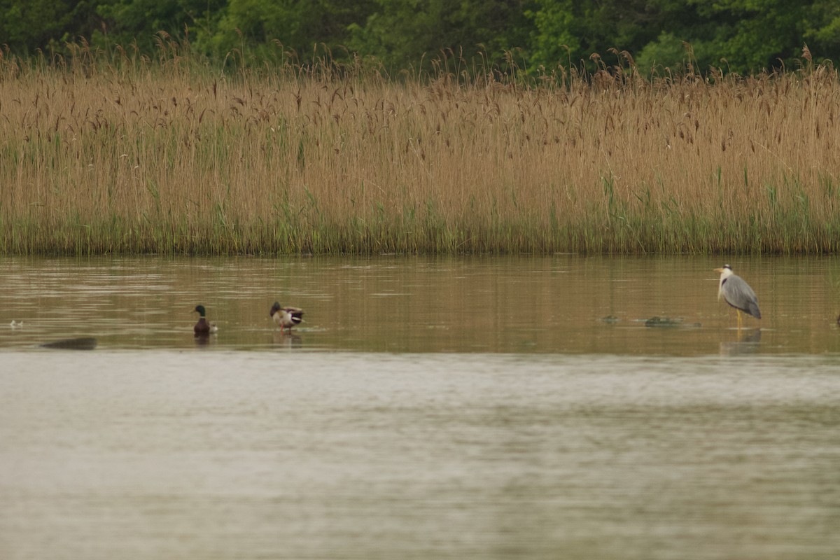 Mallard - Emine Nurhan Tekin