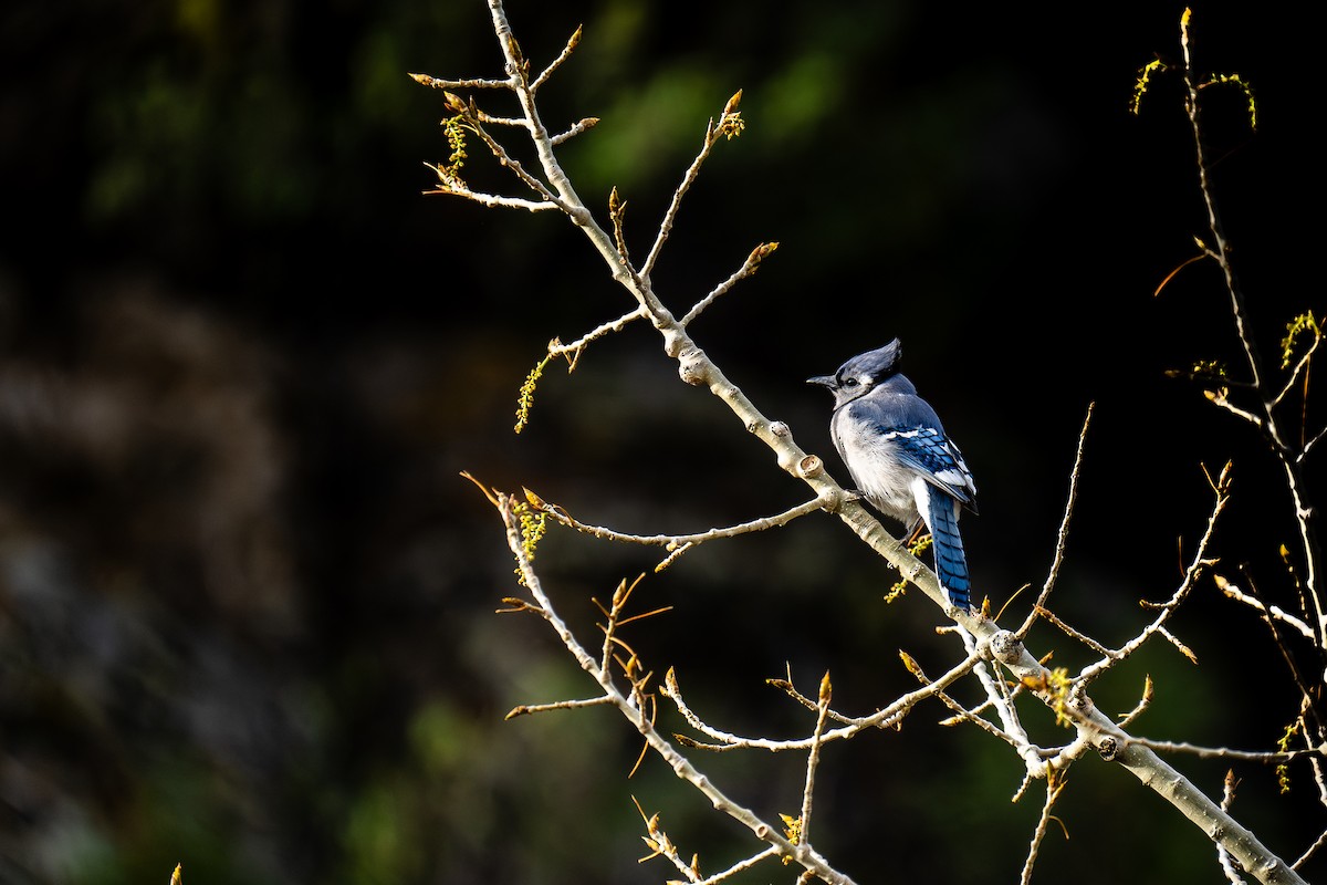 Blue Jay - ML618152024