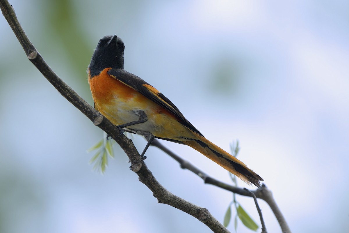 Small Minivet - Sam Hambly