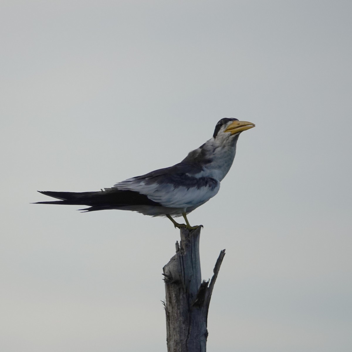 Large-billed Tern - Jenny Vogt