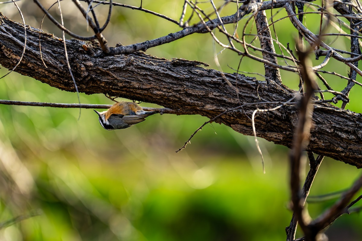 Spotted Towhee - ML618152028