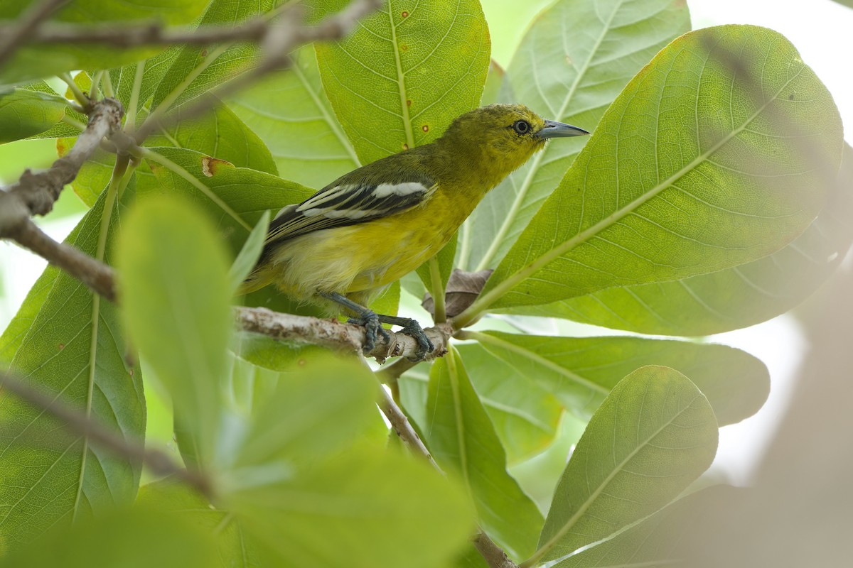 Common Iora - Sam Hambly