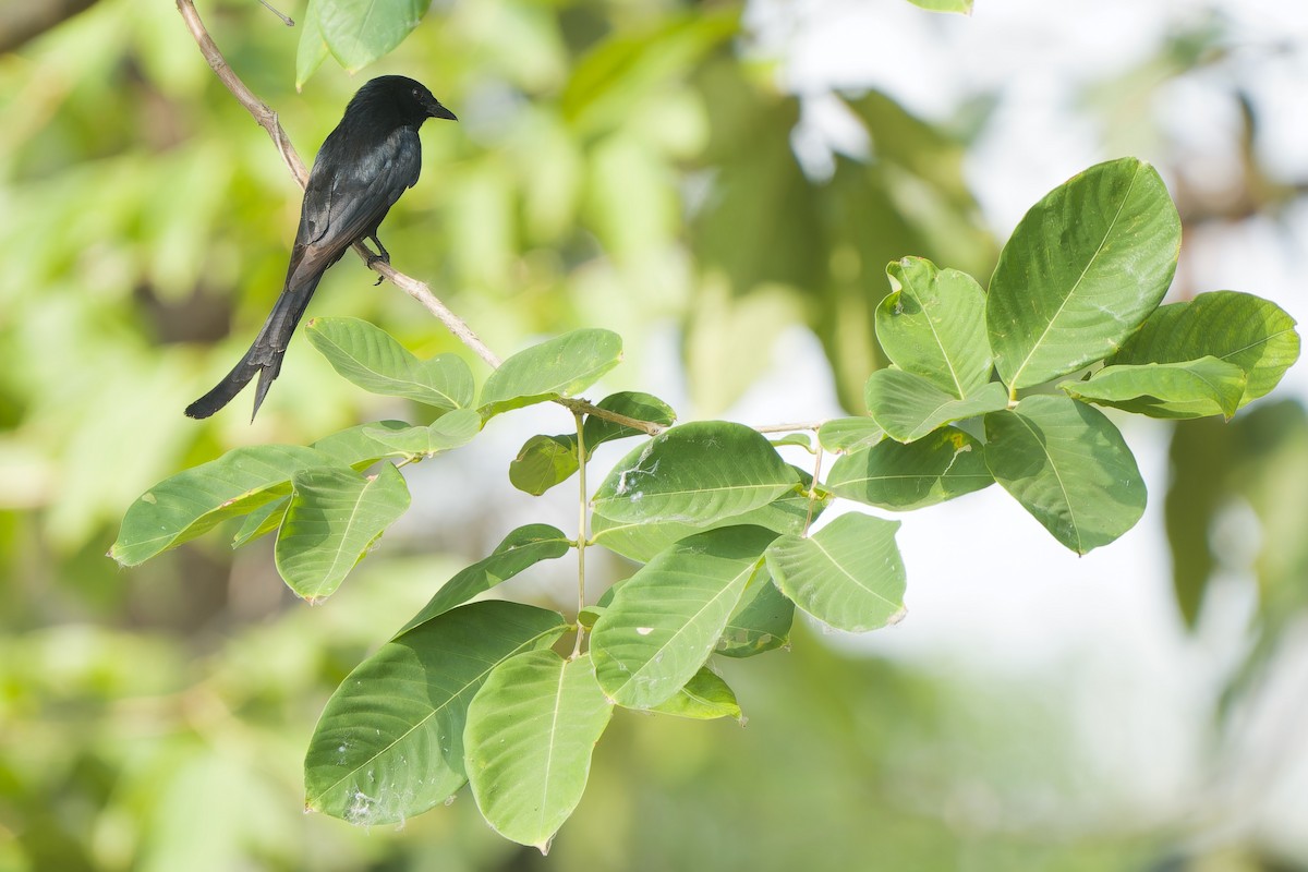 Black Drongo - ML618152034