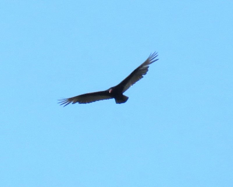 Turkey Vulture - Roger Debenham