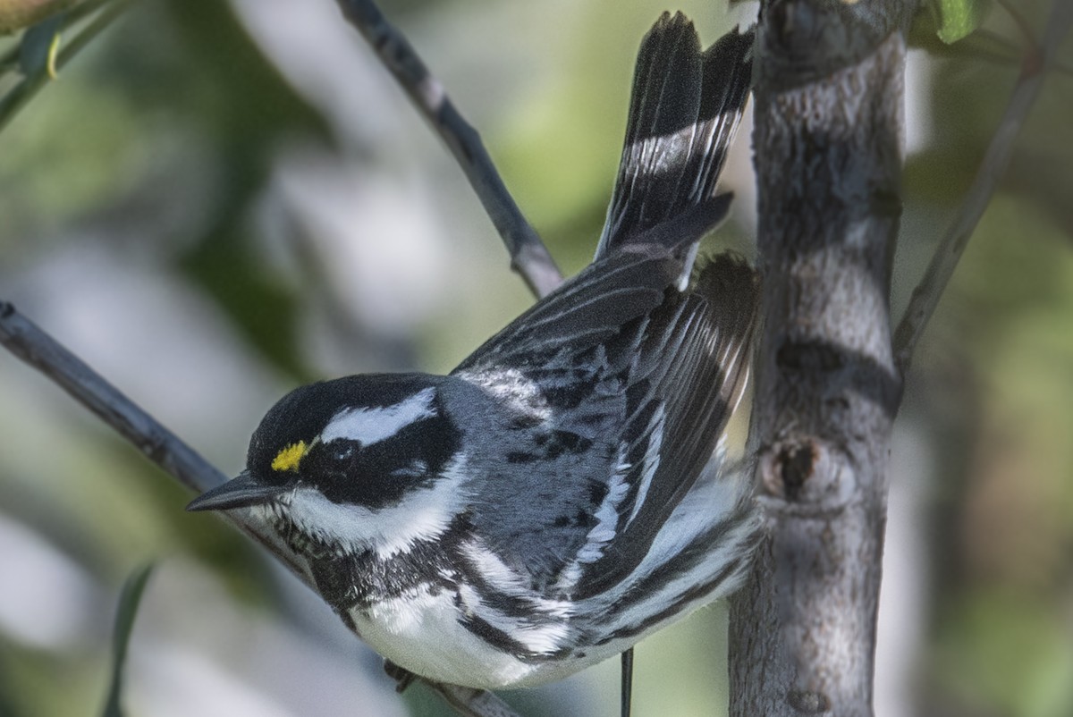 Black-throated Gray Warbler - Van Pierszalowski