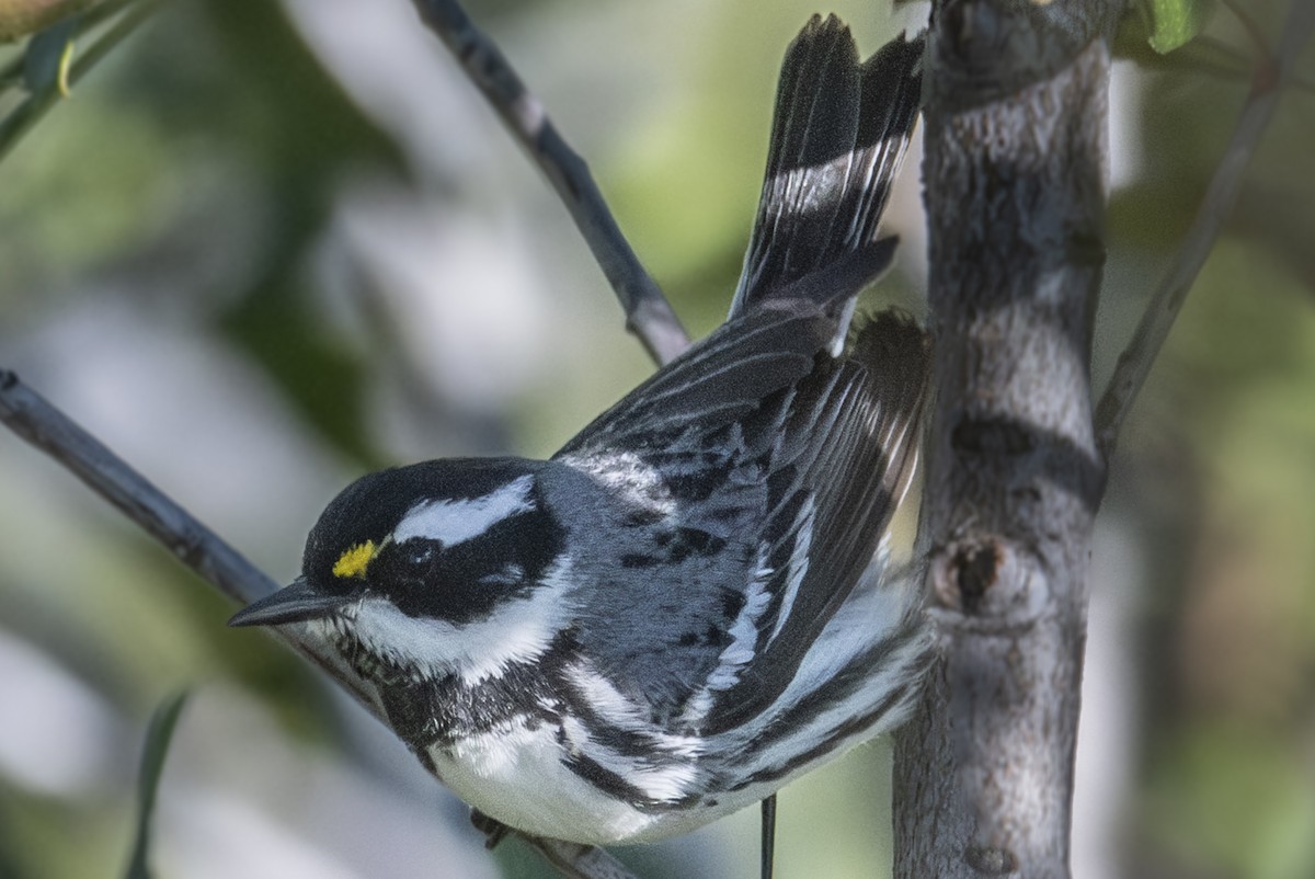 Black-throated Gray Warbler - ML618152053