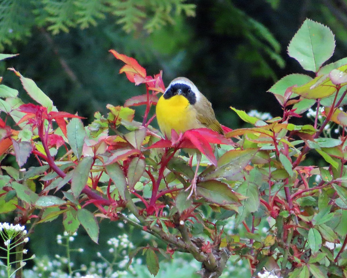 Common Yellowthroat - ML618152056