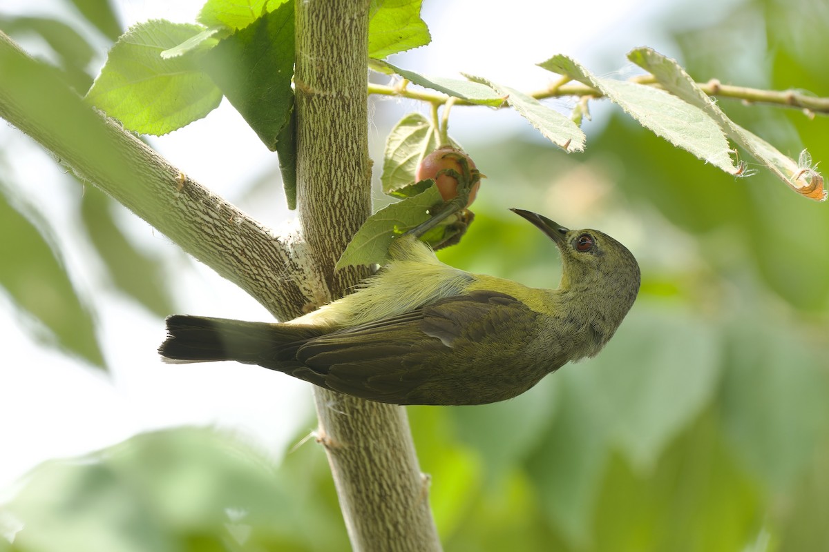 Brown-throated Sunbird - ML618152058