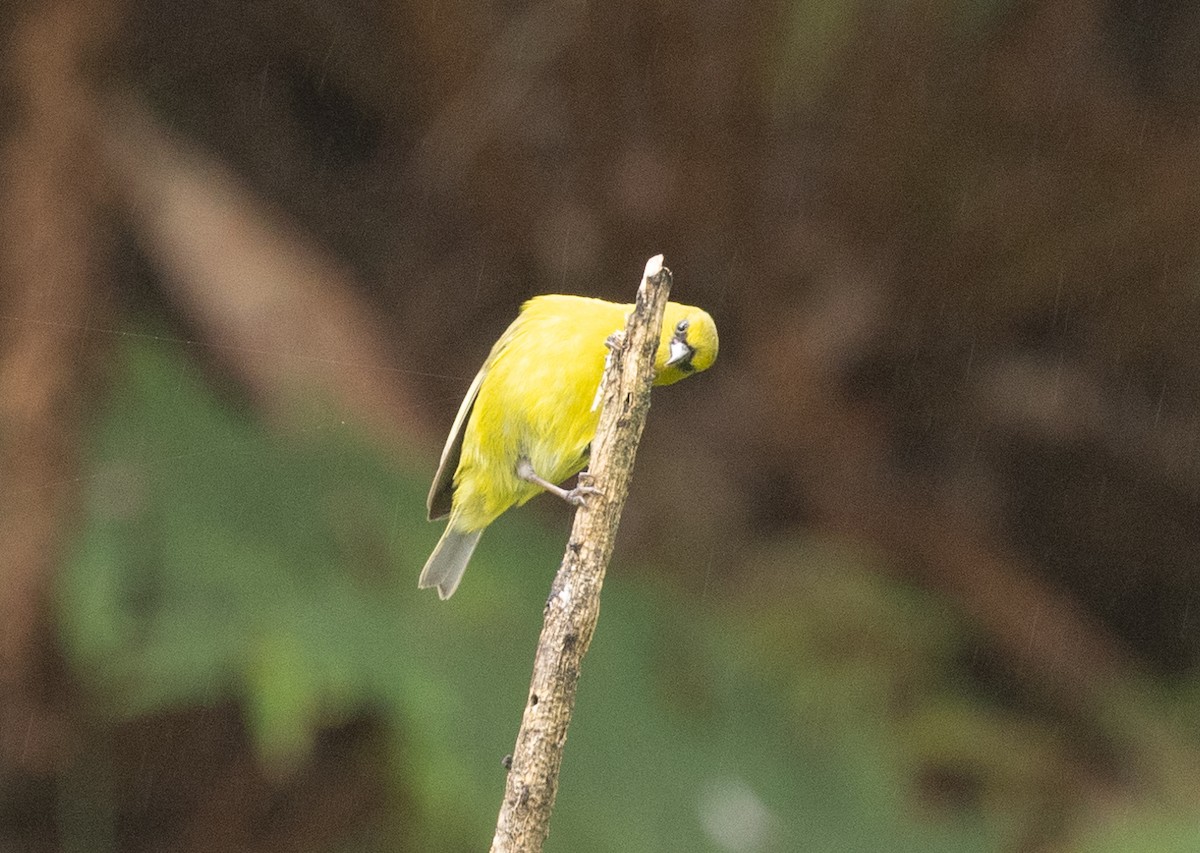 Hawaii-Amakihikleidervogel - ML618152069