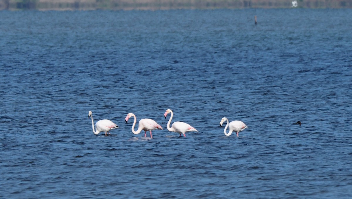 Greater Flamingo - David O'Connor