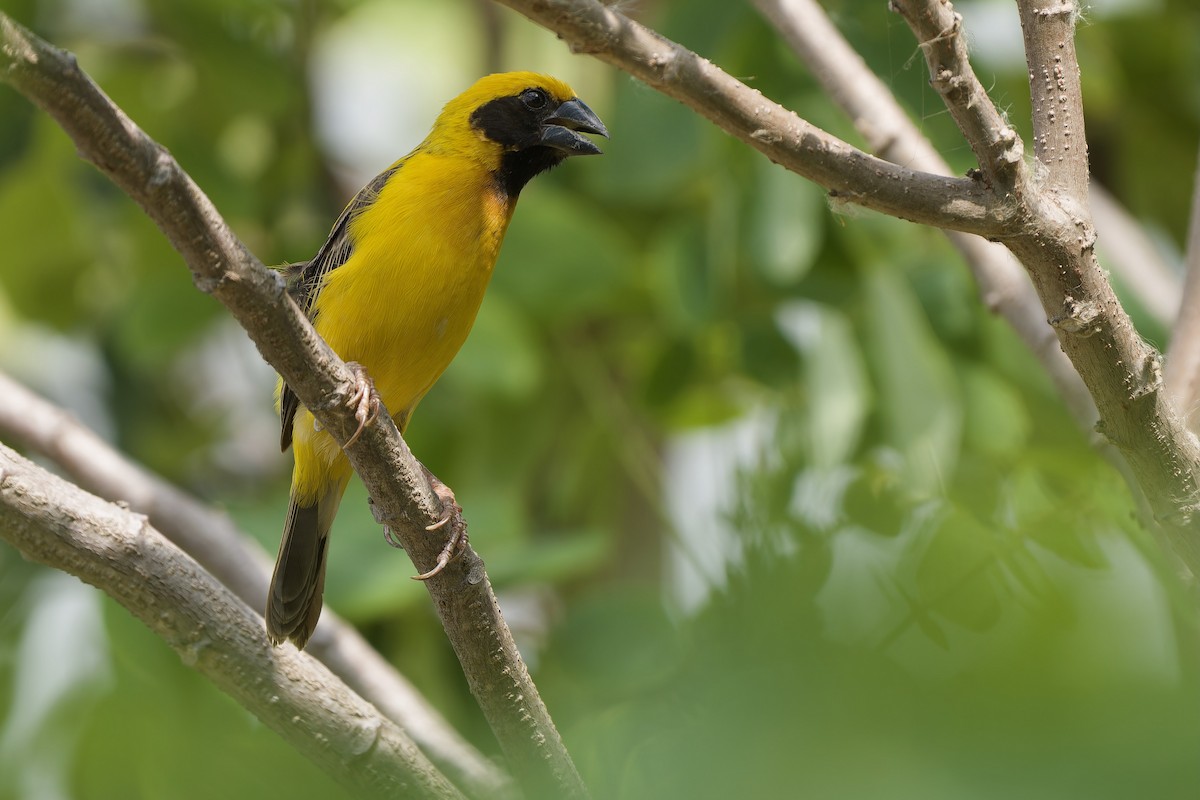 Asian Golden Weaver - Sam Hambly