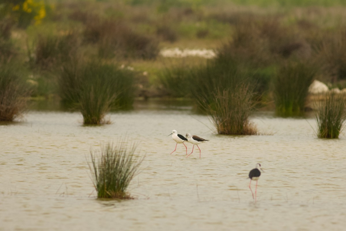 Black-winged Stilt - Emine Nurhan Tekin