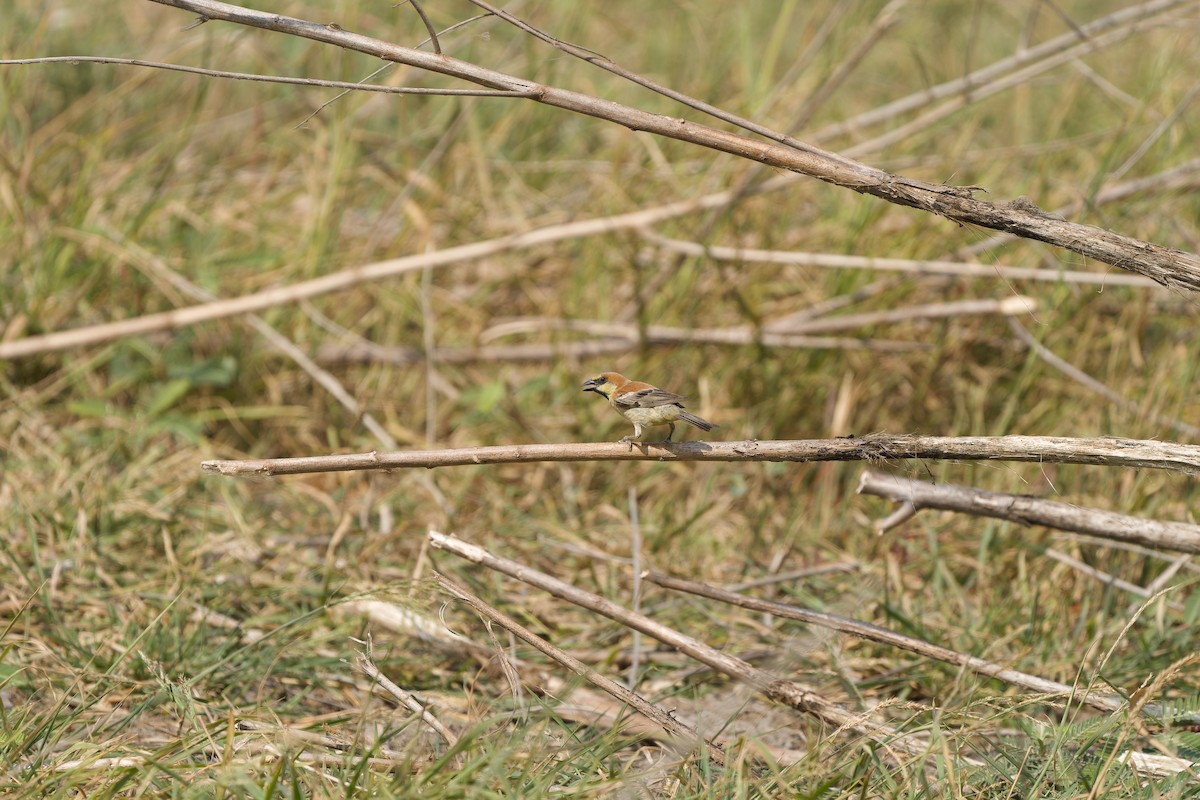 Plain-backed Sparrow - ML618152084