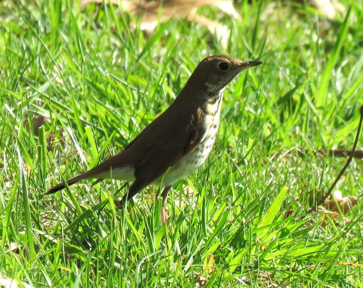 Hermit Thrush - Roger Debenham