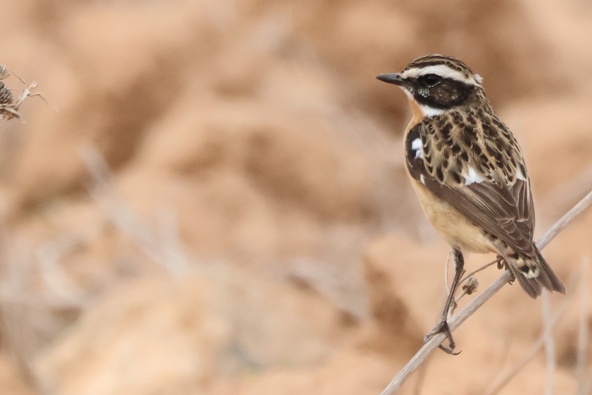 Whinchat - Stefan Aki Ragnarsson