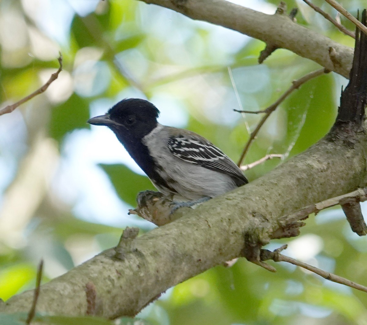 Black-crested Antshrike - ML618152116